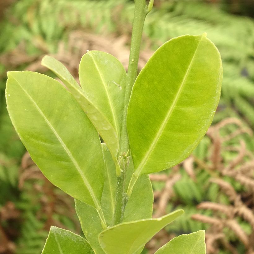 Calamondin - Citrus madurensis (Foliage)