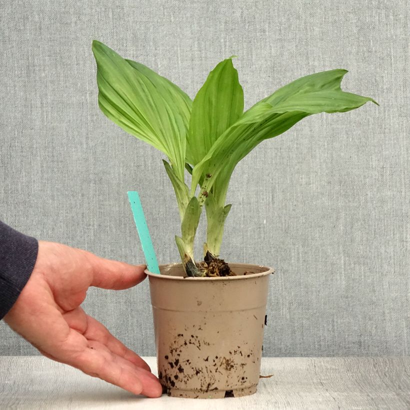 Calanthe Arizona Dream - Garden orchid 1L/1.5L pot sample as delivered in summer