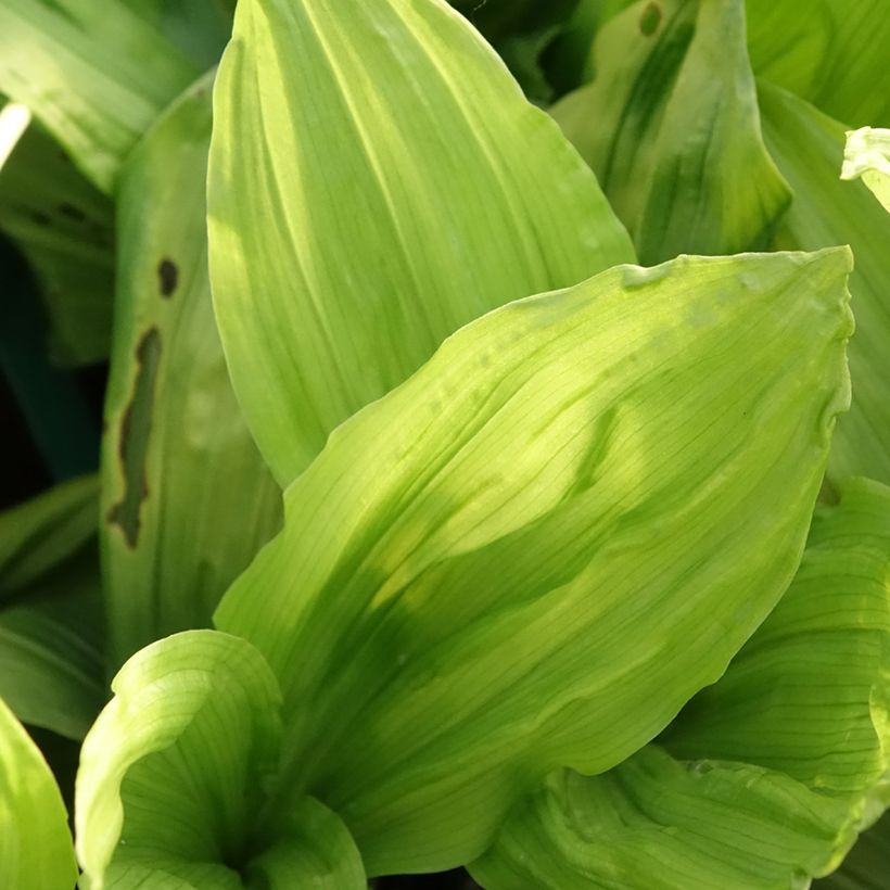 Calanthe discolor - Garden orchid (Foliage)