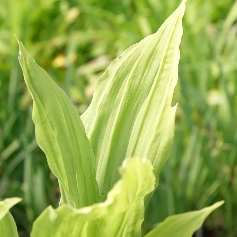 Calanthe Pink & Cream - Garden orchid (Foliage)