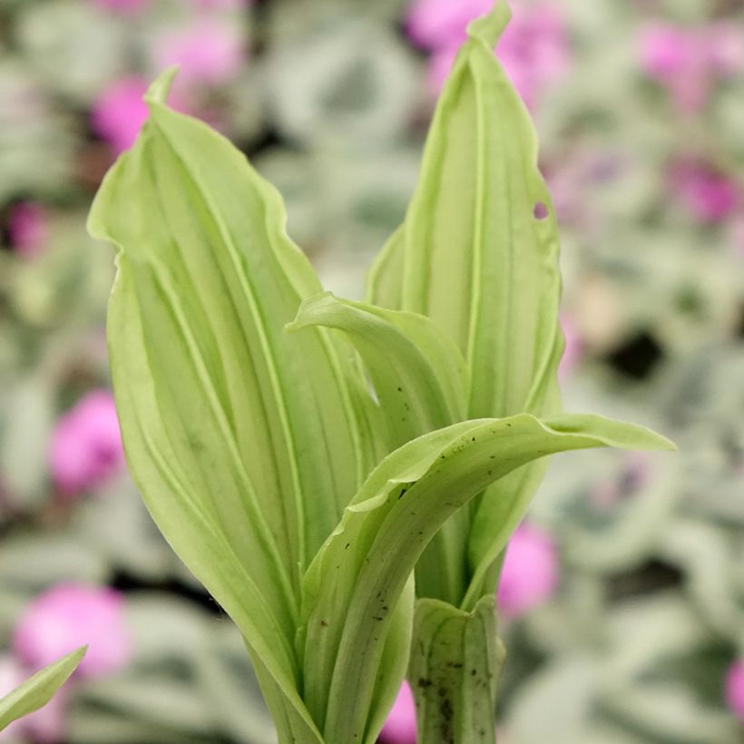 Calanthe Pink & Cream - Garden orchid (Foliage)