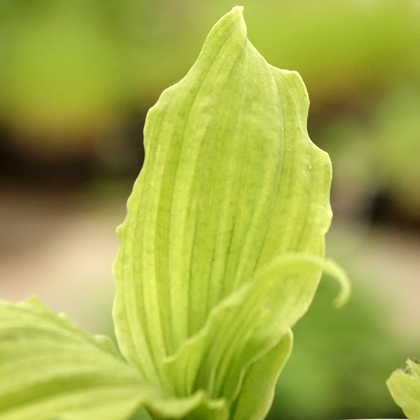 Calanthe reflexa - Garden orchid (Foliage)