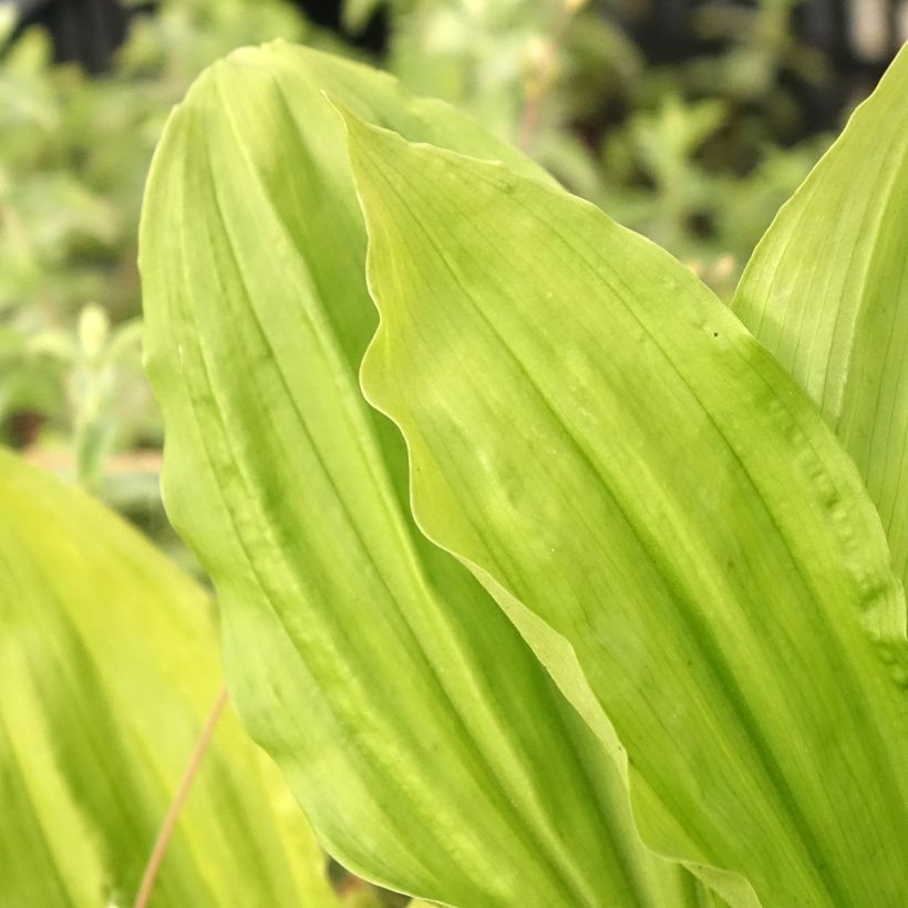 Calanthe sieboldii Light - Garden orchid (Foliage)