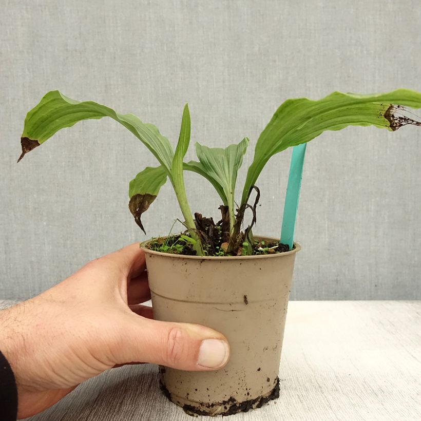 Calanthe discolor Takane - Christmas Orchid 1L/1.5L pot sample as delivered in autumn