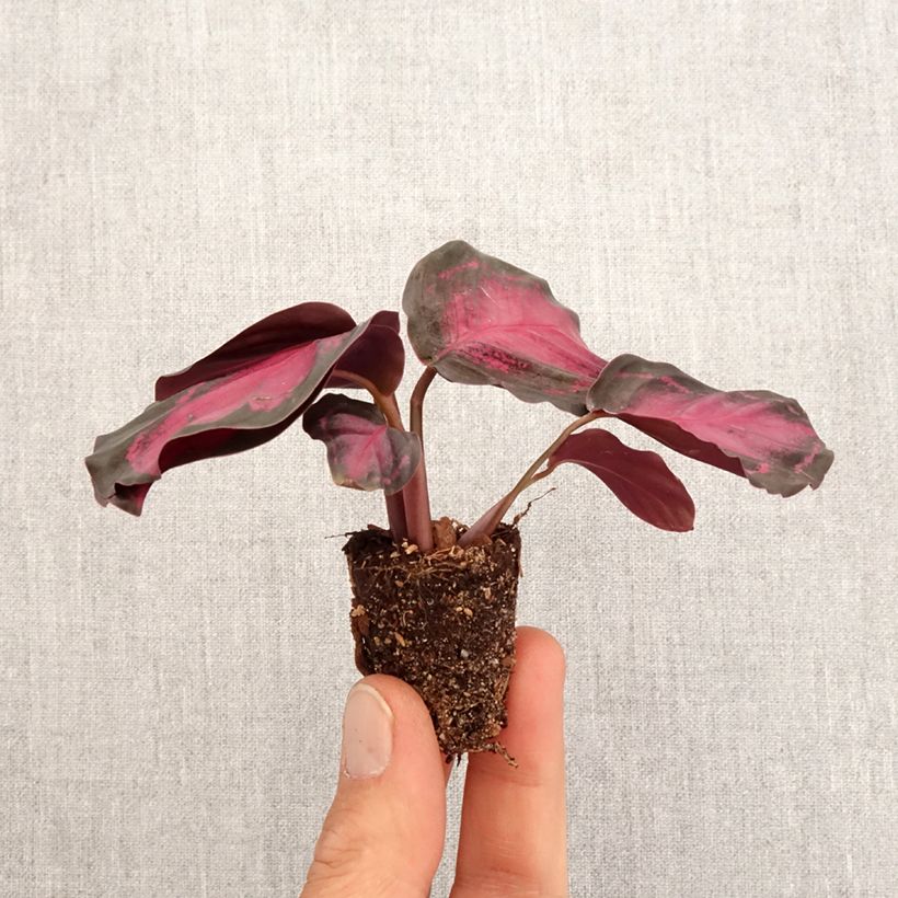 Calathea picturata Crimson - Plante paon Plug plant 3/4cm sample as delivered in spring