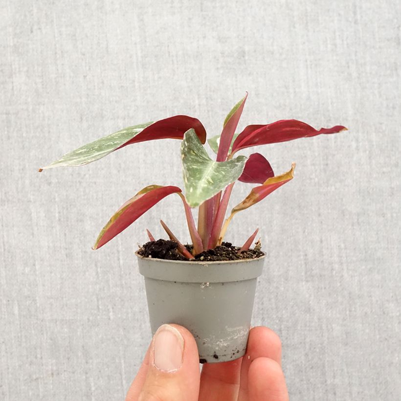 Calathea sanguinea Magic Star Mini-plante sample as delivered in spring