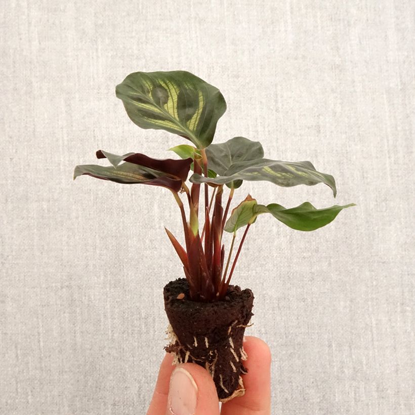 Calathea makoyana Mini-plante sample as delivered in spring