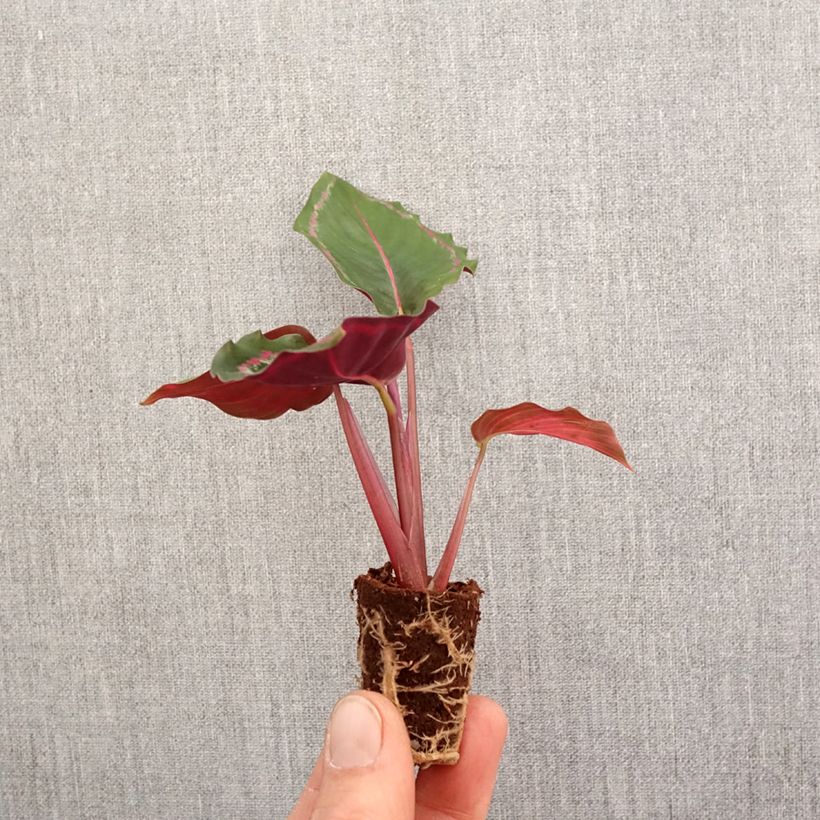Calathea x roseopicta Medaillon - Plante paon, Calathéa Plug plant 3/4cm sample as delivered in spring