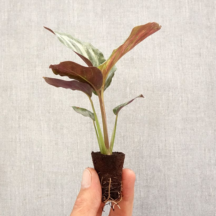 Calathea makoyana Peacock Mini-plante sample as delivered in spring