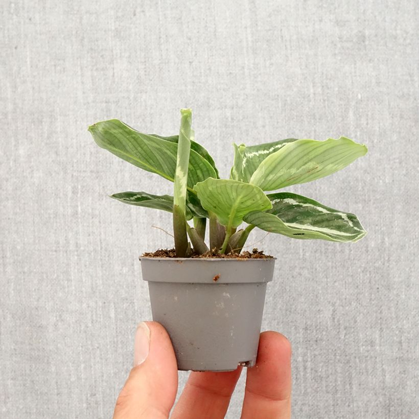 Calathea roseopicta Green Mini-plante sample as delivered in spring