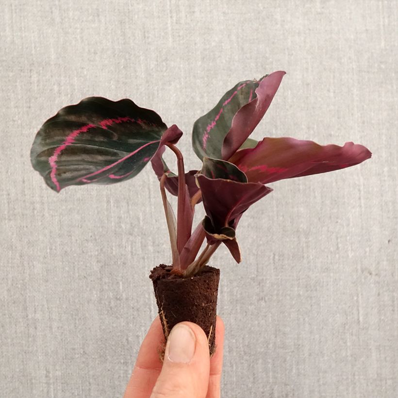 Calathea roseopicta - Rose Painted Calathea - Black Rose - Medallion Calathea Plug plant 3/4cm sample as delivered in spring