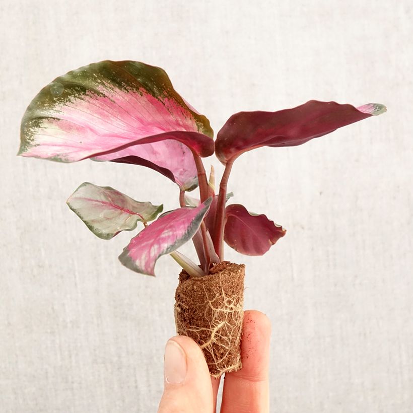 Calathea roseopicta Rosy - Peacock Plant - Calathea Plug plant 3/4cm sample as delivered in spring