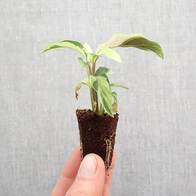 Calathea lietzei Yellow Fusion Mini-plante sample as delivered in spring