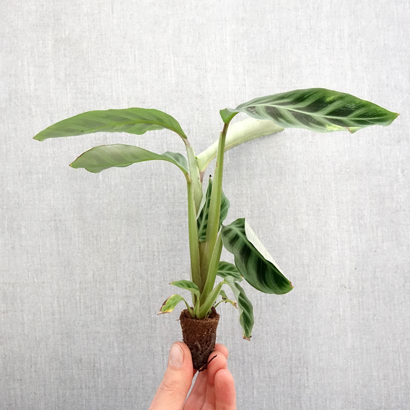 Calathea zebrina - Zebra Plant Plug plant 3/4cm sample as delivered in spring