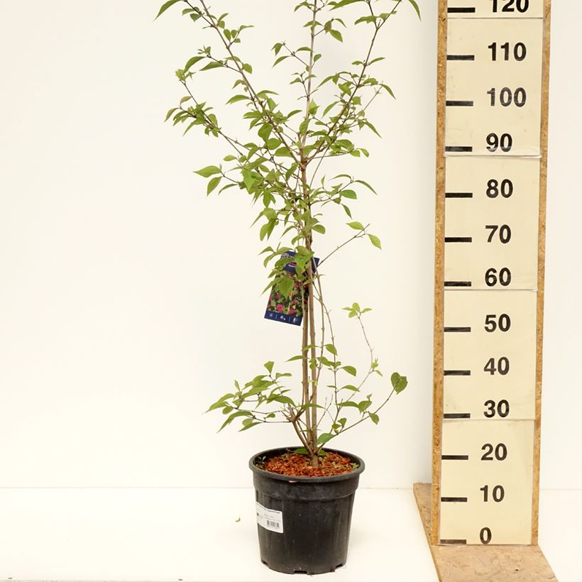 Callicarpa bodinieri Imperial Pearl en pot de 7,5l/10l sample as delivered in spring