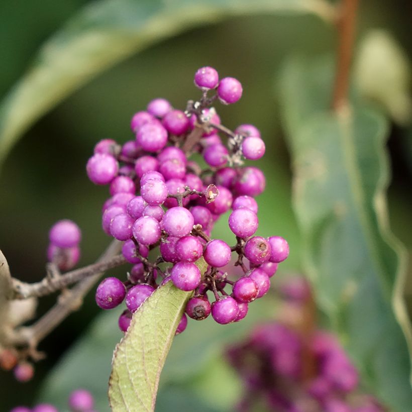 Callicarpa bodinieri Imperial Pearl (Flowering)