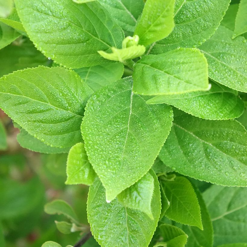 Callicarpa bodinieri Liebespaar (Foliage)