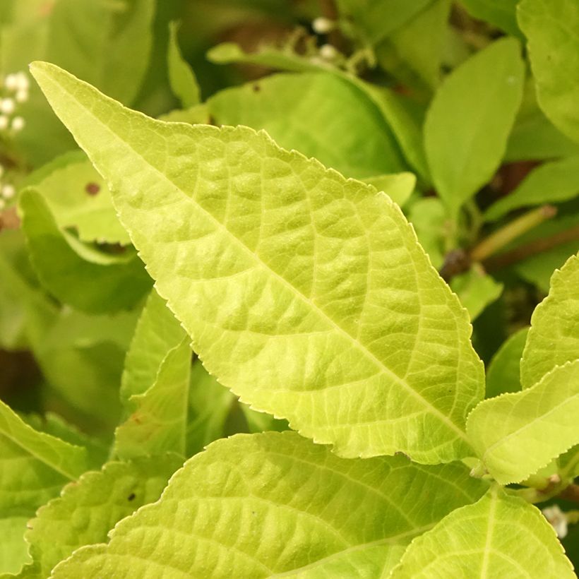 Callicarpa bodinieri Magical Snowqueen (Foliage)