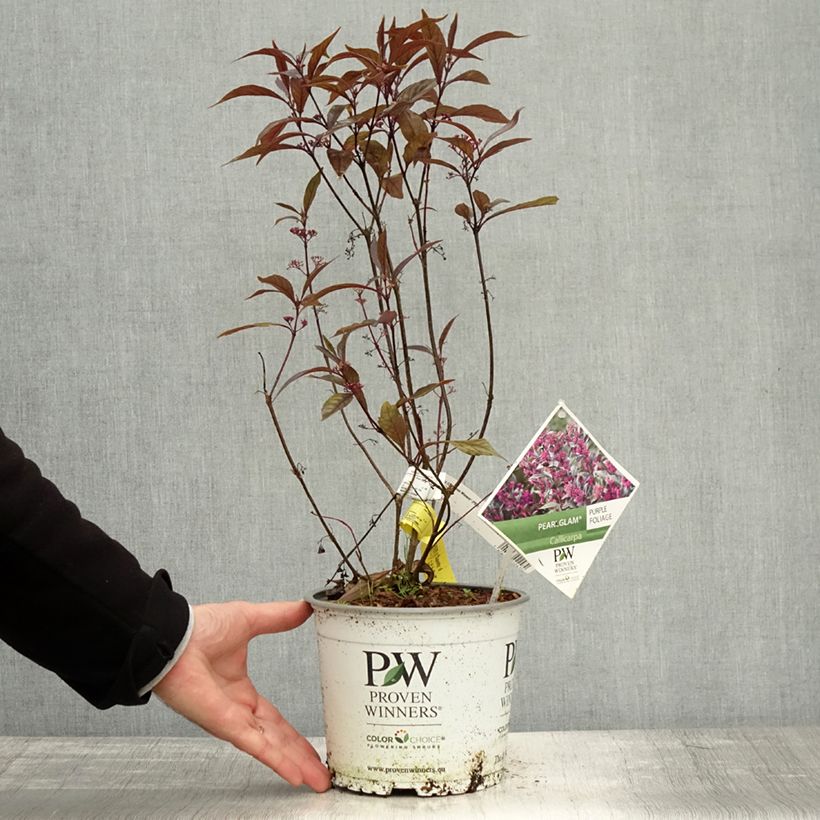 Callicarpa bodinieri Pearl Glam 7.5L/10L pot sample as delivered in autumn