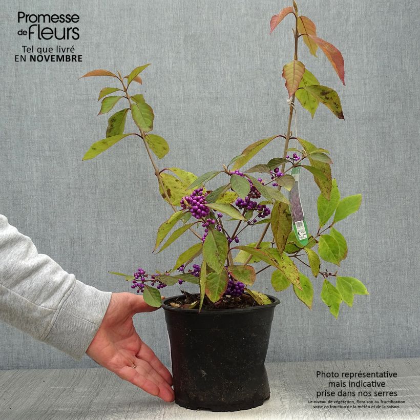 Callicarpa bodinieri Profusion - Pot de 3L sample as delivered in autumn