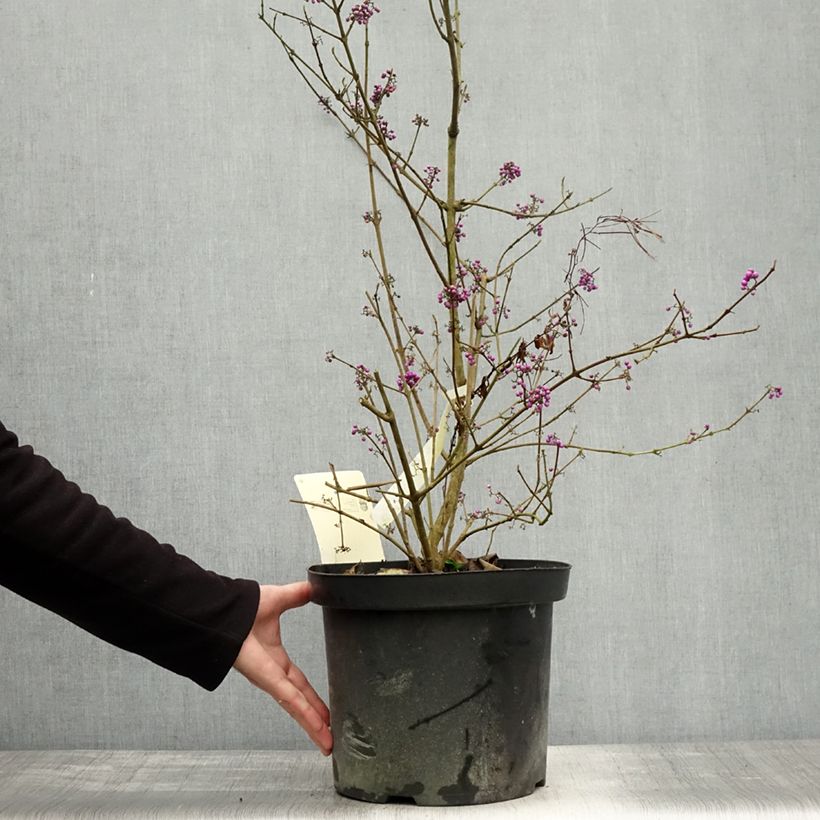 Callicarpa bodinieri var. giraldii Profusion 7.5L/10L pot sample as delivered in autumn