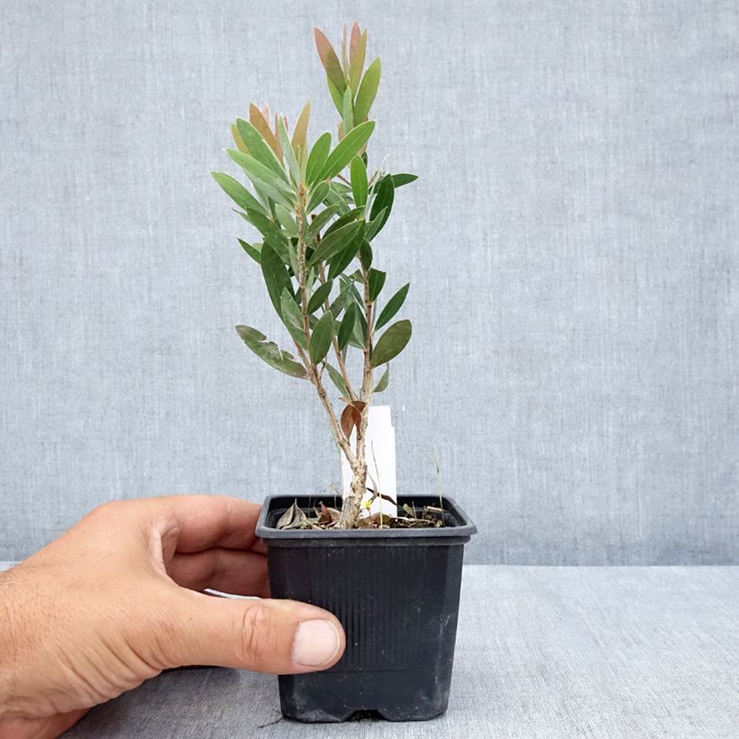 Callistemon viminalis Inferno - Bottlebrush 8/9 cm pot sample as delivered in summer
