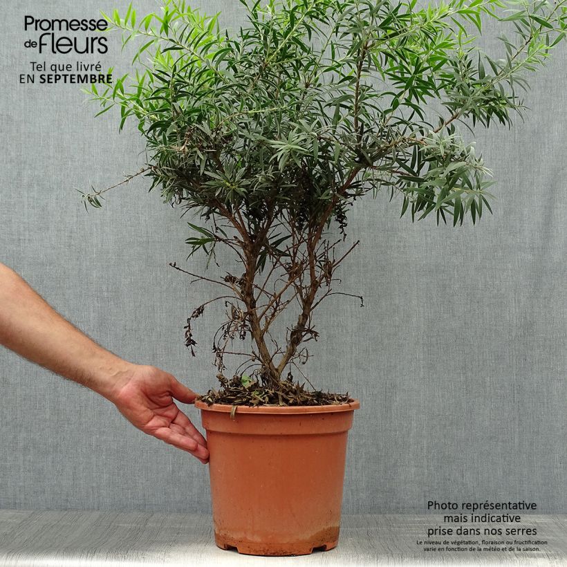 Callistemon masotti Mini Red - Bottlebrush 7.5L/10L pot sample as delivered in autumn