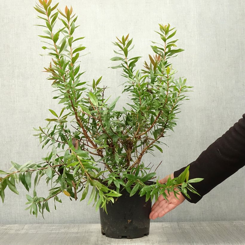 Callistemon citrinus Red Rocket - Bottlebrush 3L/4L pot sample as delivered in autumn