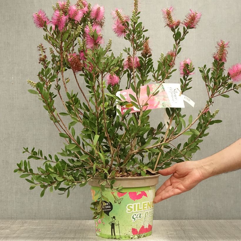 Callistemon viminalis Hot Pink - Bottlebrush 6L/7L pot sample as delivered in summer