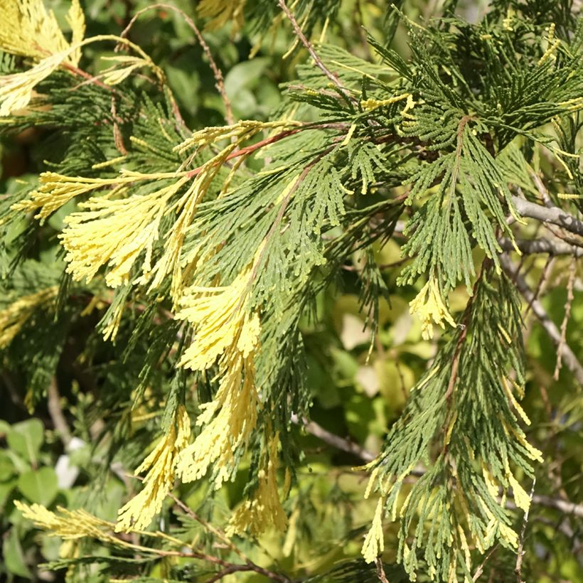 Calocedrus decurrens Aureovariegata - California incense cedar (Foliage)