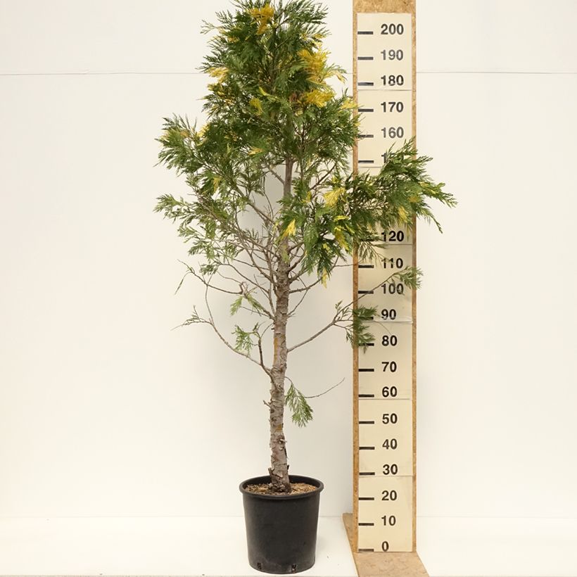 Calocedrus decurrens Aureovariegata - California incense cedar 18L/20L potShipped height around 100/125cm sample as delivered in spring
