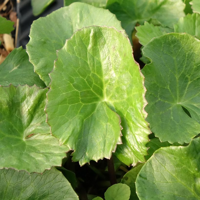 Caltha palustris Plena (Foliage)