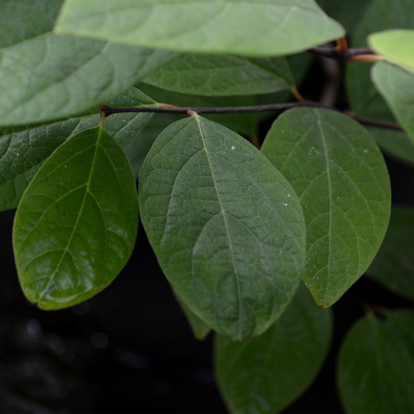 Calycanthus floridus - Sweetshrub (Foliage)
