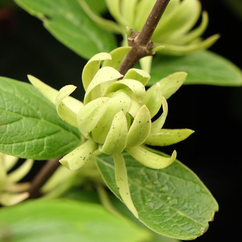 Calycanthus floridus Athens - Sweetshrub (Flowering)
