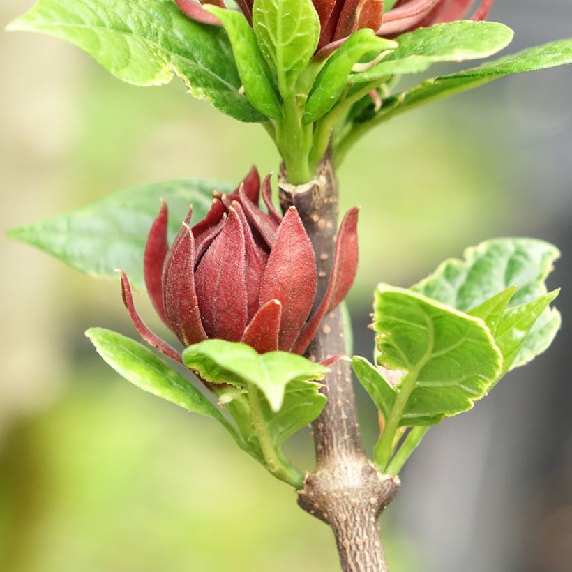 Calycanthus floridus Michael Lindsay- Sweetshrub (Flowering)