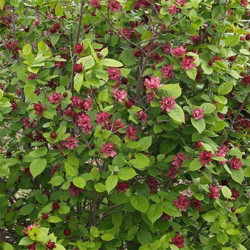 Calycanthus raulstonii Hartlage Wine- Sweetshrub (Flowering)