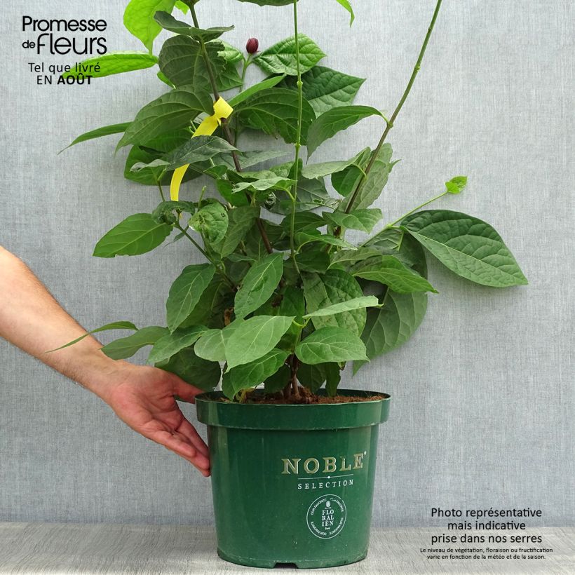 Calycanthus raulstonii Hartlage Wine- Sweetshrub 7.5L/10L pot sample as delivered in summer