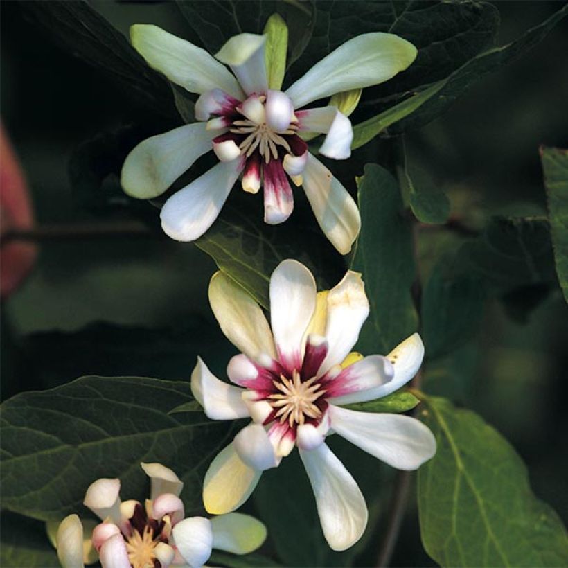 Calycanthus Venus- Sweetshrub (Flowering)