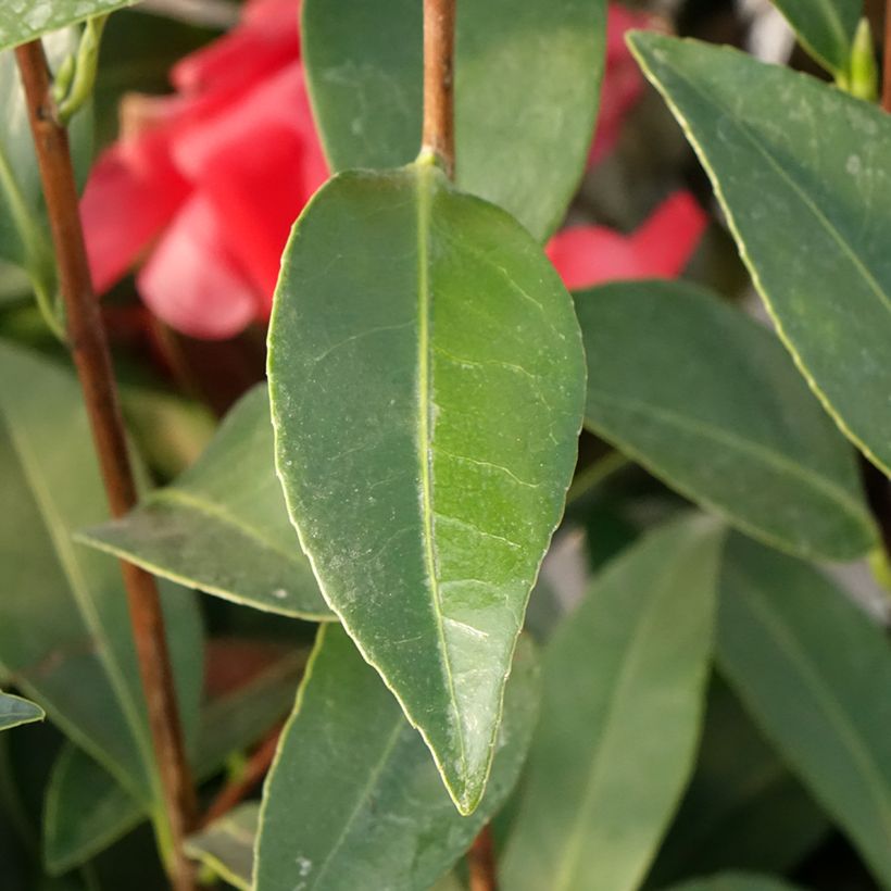 Camellia 1001 Summer Nights Jasmine - Camellia x changii (Foliage)