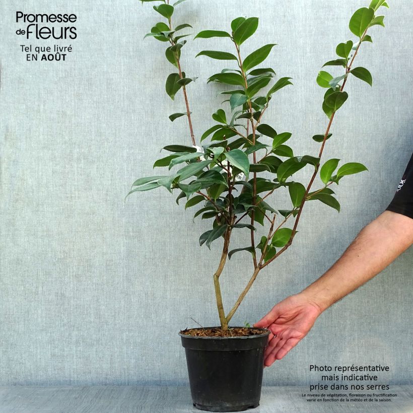 Camellia japonica Adolphe Audusson 4L/5L pot sample as delivered in summer