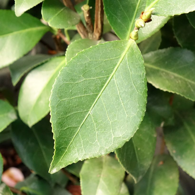 Camellia japonica Bonomiana (Foliage)