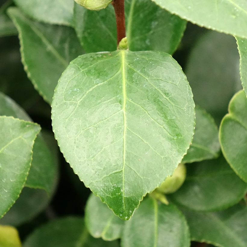 Camellia japonica Bonomiana (Foliage)