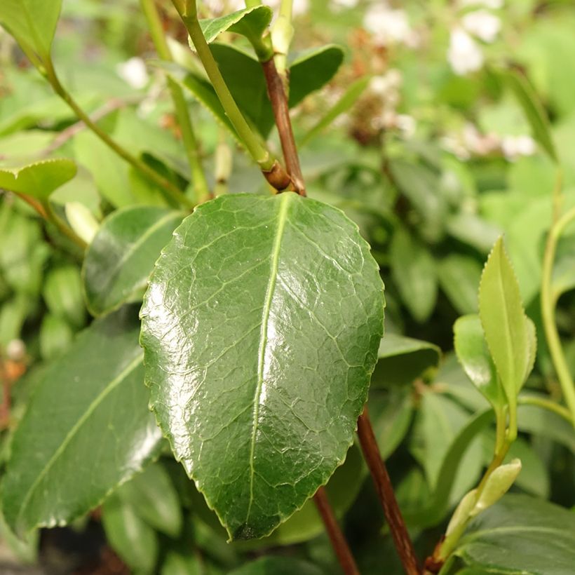 Wild Camellia - Camellia Cinnamon Scentsation (Foliage)