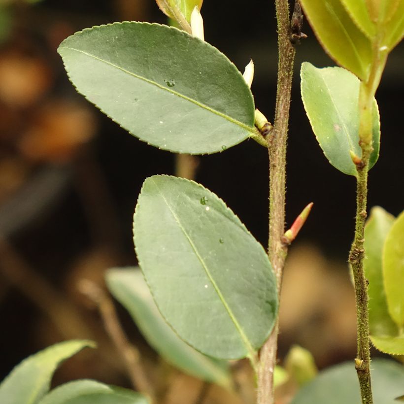 Camellia lutchuensis Fairy Blush (Foliage)