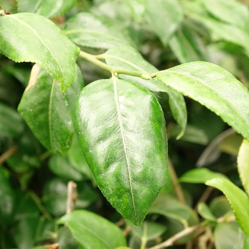 Camellia lutchuensis Koto No Kaori (Foliage)