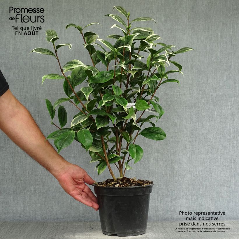 Camellia japonica Kerguelen 4L/5L pot sample as delivered in summer