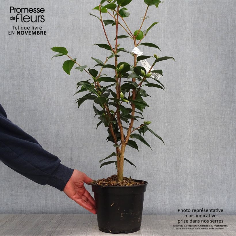 Camellia Royal Velvet 4L/5L pot sample as delivered in autumn