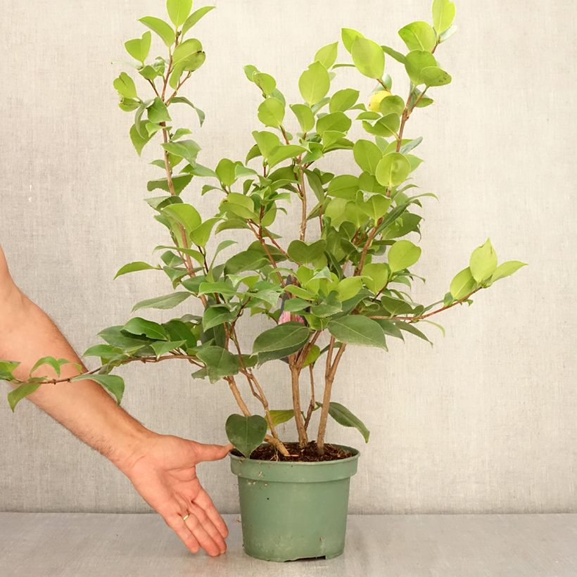 Camellia japonica Comte de Gomer 2L/3L pot sample as delivered in summer