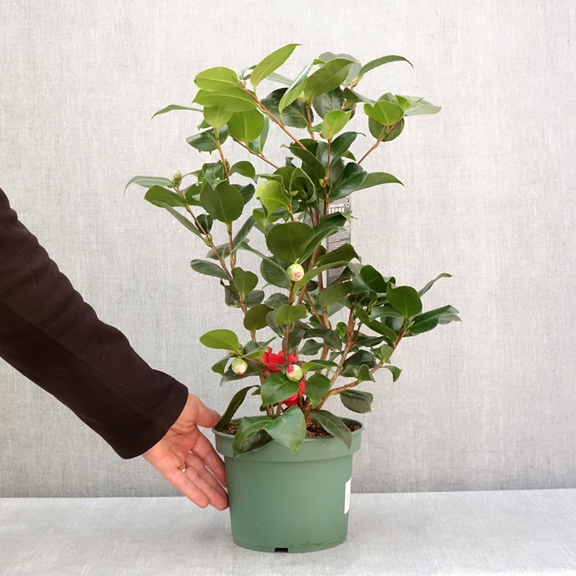 Camellia japonica Comte de Gomer 2L/3L potShipped height around 40/60cm sample as delivered in winter