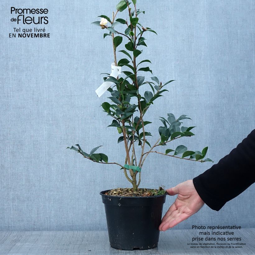 Camellia sasanqua Choji Guruma 4L/5L pot sample as delivered in autumn
